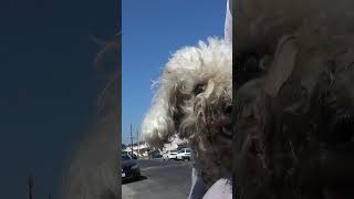 Dog got hit by a car - it took 24 hours for someone to call us - full video: www.HopeForPaws.org 💔