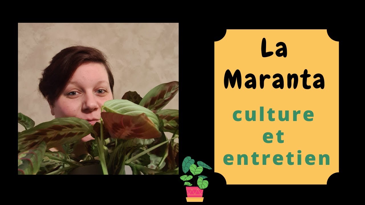 La Maranta Culture Et Entretien Marantafascinator Youtube La Maranta Culture Et Entretien Marantafascinator Youtube