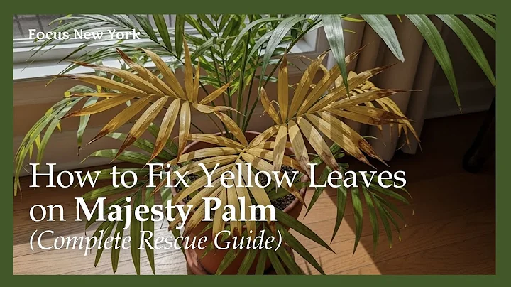 How to Fix Yellow Leaves on Majesty Palm (Complete Rescue Guide)