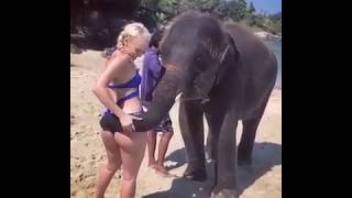 Funny Elephant slapping a pretty girl in the beach