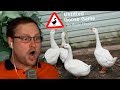 ГУСЬ ПОРТИТ ЖИЗНЬ ЛЮДЯМ В ИГРЕ №1 Untitled Goose Game (СМЕШНЫЕ МОМЕНТЫ, НАРЕЗКА, ЛУЧШЕЕ)