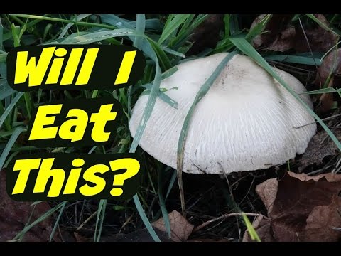 Video: Mushroom noj - meadow mushroom