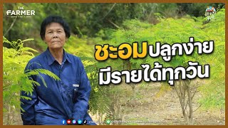 "ชะอม" ปลูกดี ดูแลง่าย ตัดขายสร้างรายได้ทุกวัน | เกษตรสัญจร