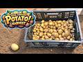 Mini King Edward Potato Container Harvest