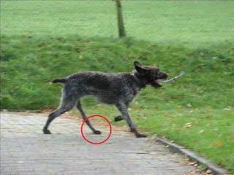 vom Tierheim-Hund zum Jagdhund - Ankas Geschichte