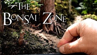 The Bonsai Zone, My Cedar Avatar Grove, Aug 2017
