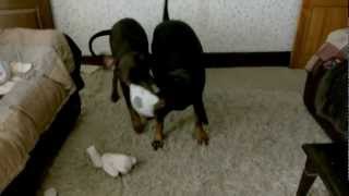 Bella and Buddy fighting with the football by jad4754 168 views 12 years ago 2 minutes, 32 seconds