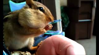 Nut Loving Chipmunks Collection | Funny Animals