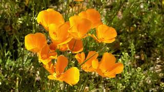 Desert Wildflowers