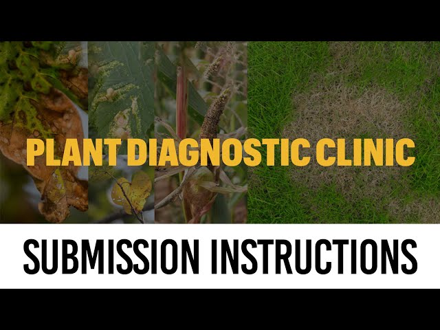 Watch MU Plant Diagnostic Clinic Sample Submission Instructions on YouTube.