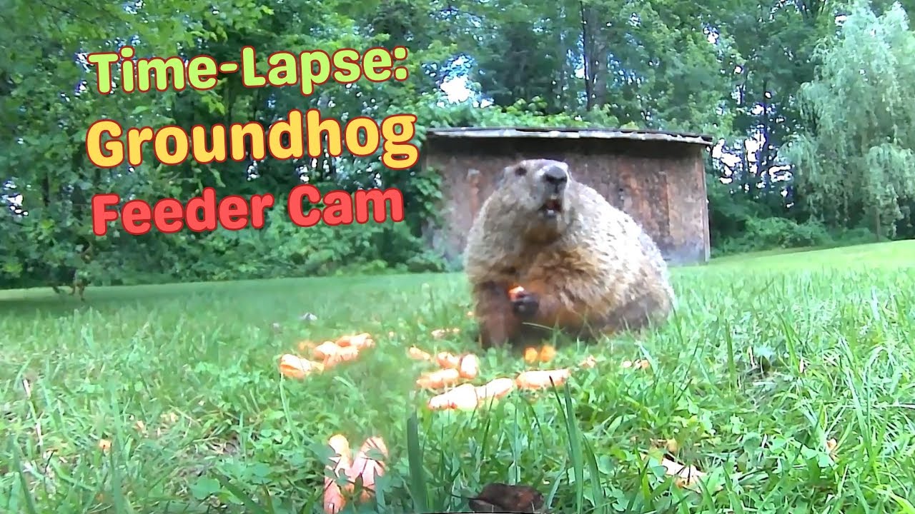 Nature Watching: Groundhog Time-Lapse Cam
