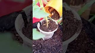 simple tips to increase tomato roots so they are sturdy #farming #gardening #shorts