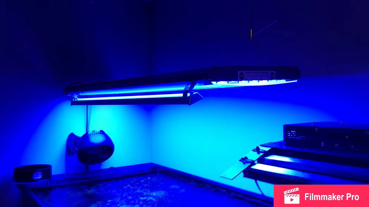sb reeflight sbar review
