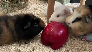 Guinea pigs eating red bell pepper 🫑