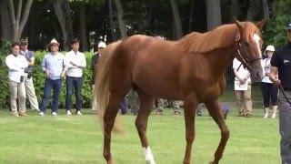 オルフェーヴルOrfevre2015年6月  Orfevre in Shadai Stallion Station.