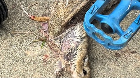 Live feeding part2. Savanna monitor finishes rat and swallows whole. “Graphic”