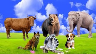 cute and interesting animal habits: squirrel, cow, elephant, dog, chicken, goat, day, bebe, bird