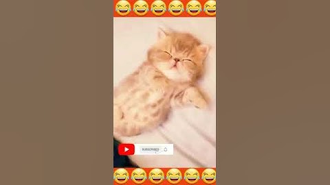 RESCUE the Smallest KITTEN in the World !! And building a NEW HOUSE for CAT