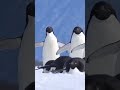 Что мне снег что мне дождь  #шортс #озвучка #пингвины #penguin #youtubeshorts #рек #animals