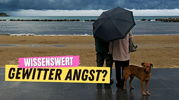 Kann ein Hund Gewitter spüren?