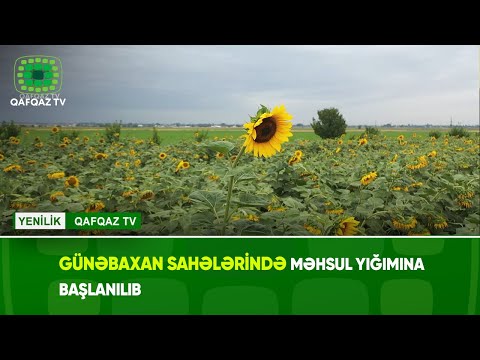 Video: Gənə Tohumu Günəbaxanının Bağda İstifadəsi - Bidens Gənə Toxumu Çöl Çiçəklərinin Yetişdirilməsi üçün Məsləhətlər