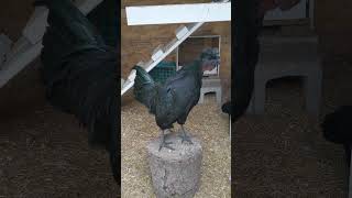 Black Hen Crows Like A Rooster You Wont Believe This Sound