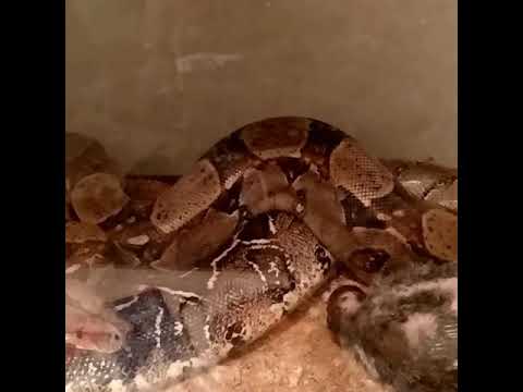лиственница Змея нападает