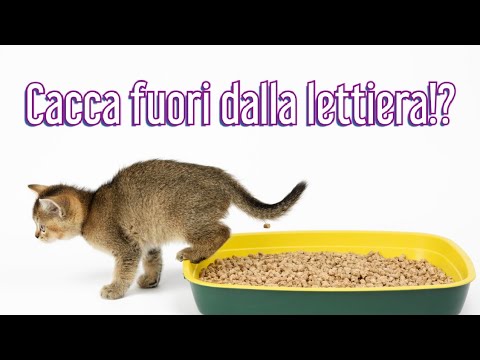 Video: Perché i gatti vanno in altre case?