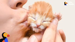 Tiniest Kitten Is The Biggest Fighter | The Dodo