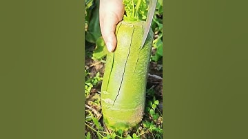 cutting green pumpkin harvest #shorts