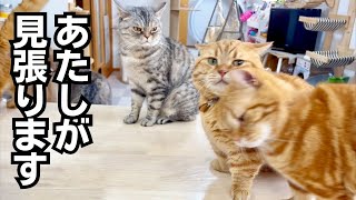 ポッポママとちゃびくんが茶々パパ包囲網を作った #猫 #マンチカン