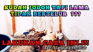 Download Lagu KACER LAMA TAK KUNJUNG BERTELUR || INI PENYEBAB DAN CARA MENGATASINYA MP3