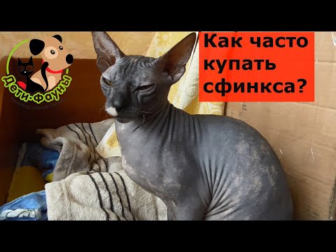 Как часто нужно купать сфинкса?