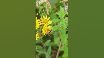 A Tiger Hoverfly - the 