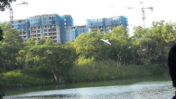 Steve Shumate Polaris 150% - Maiden