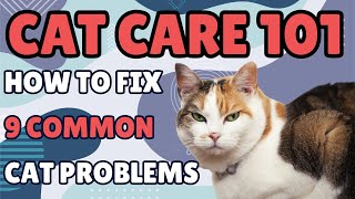 Cat Care 101: How to Fix 9 Common Problems