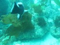 Casino Point Dive Park Santa Catalina in Avalon - YouTube