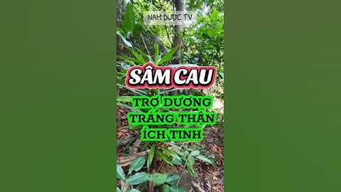 3 CÁCH DÙNG SÂM CAU - BỔ THẬN ÍCH TINH HIỆU QUẢ