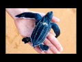 Facts You&#39;d Love to Know About Leatherback Sea Turtles