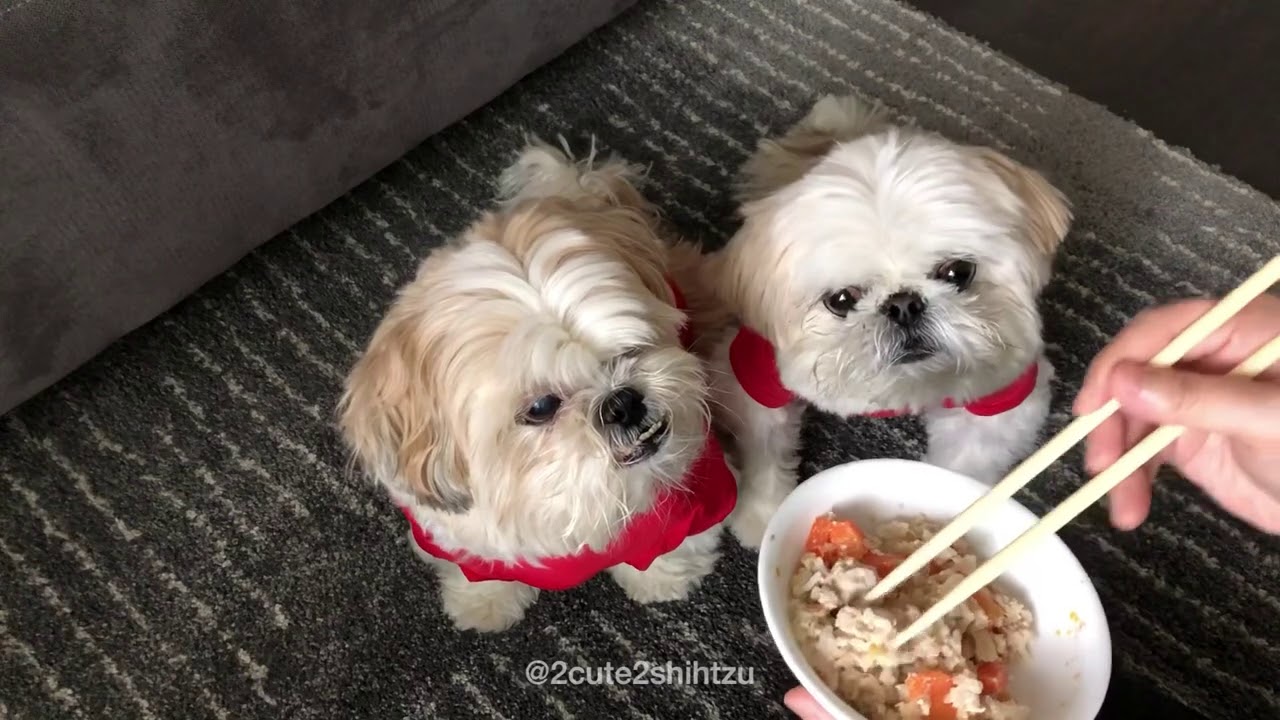 [shih tzu] Furry Duo Ground Beef Recipes - YouTube