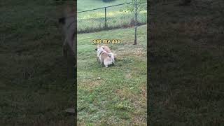 NINJA CAT