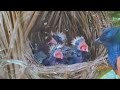 anak burung gut - gut ini selalu lapar aja..