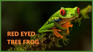 Red eyed tree frog sound  Agalychnis callidryas