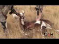 Dead On Hunting Takes a Blesbok In Africa