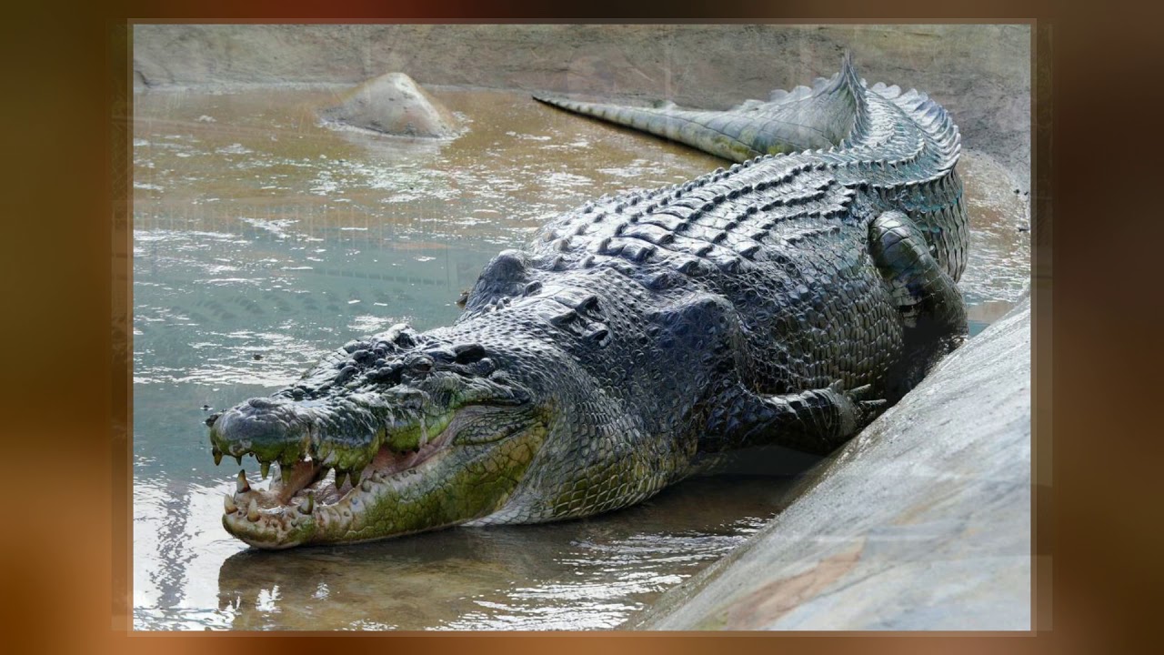 largest crocodile in the world gustave