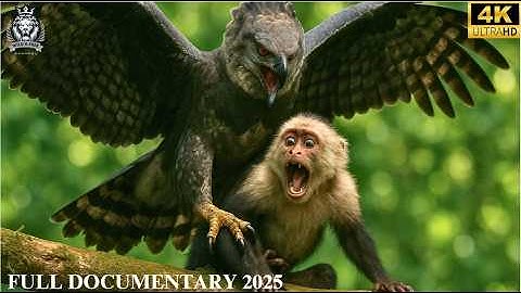 WILD CORCOVADO | The Poisoned Jewel of the Rainforest | Animal Documentary