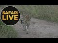 safariLIVE - Sunset Safari - May 20, 2018