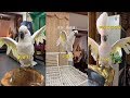 【Tik Tok精選視頻】這鸚鵡成精了，會唱歌會跳舞還會戲弄人～