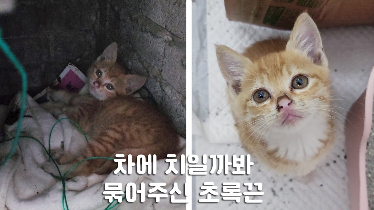 [#819] 차들이 수시로 드나드는 주차장에서 사람들 발목 붙잡고 울고불고했던 아기고양이