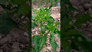 మిరపలో రెండవ స్ప్రే - శ్రీ మోహన్ అగ్రి మాల్ chilli farmer pests pesticides pestcontrol